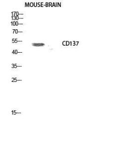 Western blot analysis of mouse brain cells using Anti-TNFRSF9 Antibody