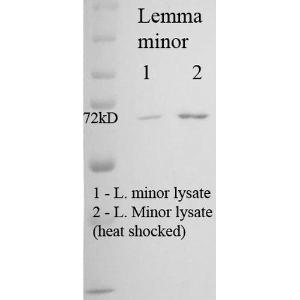 Western blot analysis of Duckweed (Lemma minor) Heat Shocked cell lysates showing detection of Hsp70 protein using Anti-HSP70 Antibody [5G1-95] (A304784) at 1:1,000