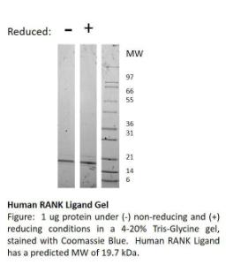 Human recombinant RANK Ligand (from <i>E. coli</i>)