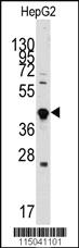 Anti-GDF3 Rabbit Polyclonal Antibody