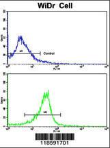 Anti-PRELP Rabbit Polyclonal Antibody