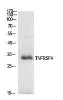 Western blot analysis of extracts from PC12 cells using Anti-TNFRSF4 Antibody