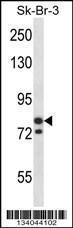 Anti-MCM3 Rabbit Polyclonal Antibody (AP (Alkaline Phosphatase))