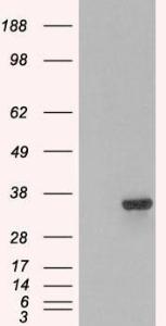 HEK293 overexpressing PSMF1 (RC218938) and probed with Anti-PSMF1 Antibody (A82685) (mock transfection in first lane), tested by Origene