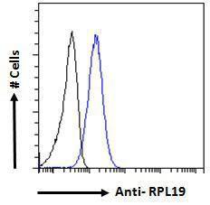 Anti-RPL19 Goat Polyclonal Antibody