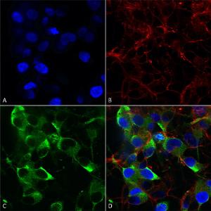 Antibody A304785-100 100 µg