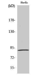 Western blot analysis of various cells using Anti-MSK1 (phospho Ser376) Antibody