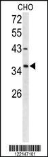 Anti-FOXL1 Rabbit Polyclonal Antibody