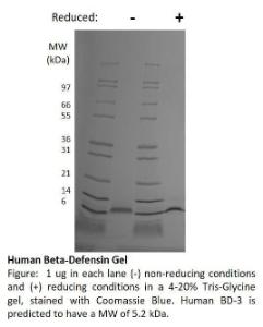 Human recombinant BD-3 (from <i>E. coli</i>)