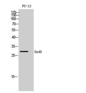 Western blot analysis of PC12 cells using Anti-TNFRSF4 Antibody