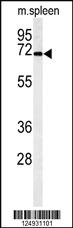 Anti-PHAR4 Rabbit Polyclonal Antibody