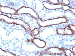 Immunohistochemical analysis of formalin-fixed, paraffin-embedded rat kidney using Anti-Cadherin 16 Antibody [CDH16/1071]