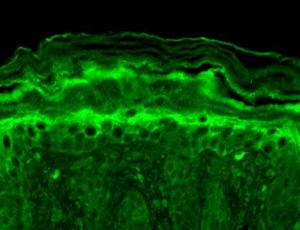 Antibody A304785-100 100 µg