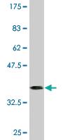 Anti-RXRB Mouse Monoclonal Antibody [clone: 3C8]