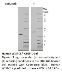 Human recombinant WISP-2 (from <i>E. coli</i>)