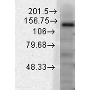 Antibody A304785-100 100 µg