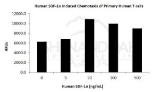 Human recombinant SDF-1alpha / CXCL12 (from <i>E. coli</i>)