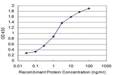 Anti-SMAD7 Mouse Monoclonal Antibody [clone: 3G8]