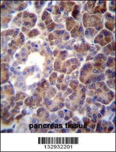 Anti-PTDSS2 Rabbit Polyclonal Antibody (FITC (Fluorescein Isothiocyanate))