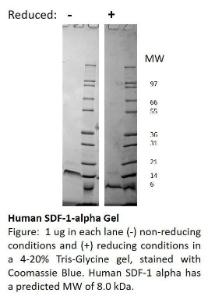 Human recombinant SDF-1alpha / CXCL12 (from <i>E. coli</i>)