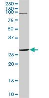 Anti-TNFRSF18 Rabbit Polyclonal Antibody