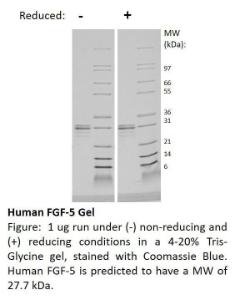 Human recombinant FGF-5 (from <i>E. coli</i>)