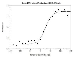 Human recombinant FGF-5 (from <i>E. coli</i>)