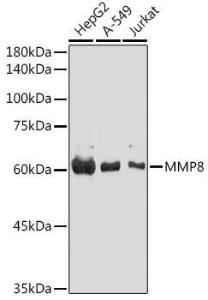 Western blot analysis of extracts of various cell lines, using Anti-MMP8 Antibody (A11496) at 1:1,000 dilution