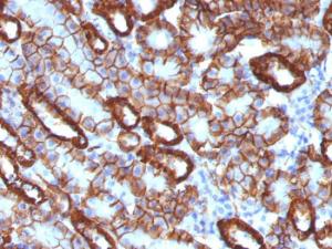 Immunohistochemical analysis of formalin-fixed, paraffin-embedded mouse kidney using Anti-Cadherin 16 Antibody [CDH16/1071]