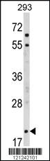 Anti-MOBP Rabbit Polyclonal Antibody