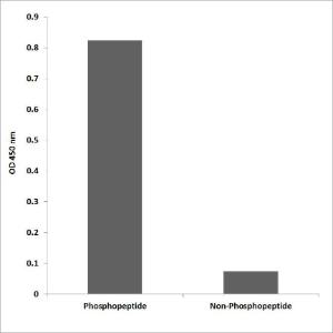 ELISA for immunogen phosphopeptide (left) and non-phosphopeptide (right) using Anti-LKB1 (phospho Thr189) Antibody