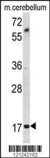 Anti-MOBP Rabbit Polyclonal Antibody