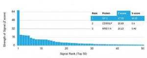 Analysis of protein array containing more than 19,000 full-length human proteins using Anti-Glycoprotein 2 Antibody [GP2/1803]