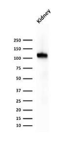 Western blot analysis of human kidney tissue lysate using Anti-Cadherin 16 Antibody [CDH16/1071]