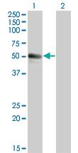 Anti-SPN Mouse Monoclonal Antibody [clone: 3G8]