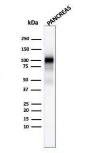 Western blot analysis of human pancreas tissue lysate using Anti-Glycoprotein 2 Antibody [GP2/1803]