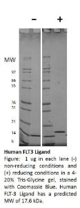 Human recombinant FLT-3 ligand (from <i>E. coli</i>)