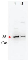 Anti-FBXW11 Rabbit Polyclonal Antibody