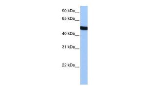 Anti-SPATA6 Rabbit Polyclonal Antibody