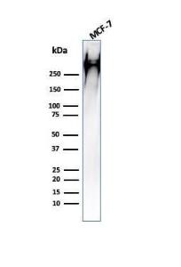 Western blot analysis of human MCF-7 cell lysate using Anti-MUC1 Antibody [HMPV]