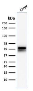 Western blot analysis of human liver tissue lysate using Anti-ALDH1A1 Antibody [ALDH1A1/1381]