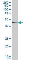 Anti-SMAD7 Mouse Monoclonal Antibody [clone: 4E1]