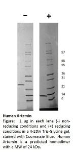 Human recombinant Artemin (from <i>E. coli</i>)