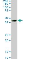 Anti-SMAD7 Mouse Monoclonal Antibody [clone: 4E1]