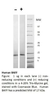 Human recombinant BAFF (from <i>E. coli</i>)