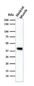 Western blot analysis of skeletal muscle tissue lysate using Anti-Muscle Actin Antibody [HHF35]