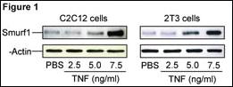 Anti-SMURF1 Rabbit Polyclonal Antibody