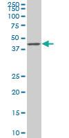 Anti-SMAD7 Mouse Monoclonal Antibody [clone: 4E1]