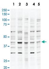 Anti-USP18 Rabbit Polyclonal Antibody