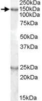 Anti-KIAA0319 Goat Polyclonal Antibody